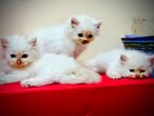 Persian Kitten