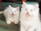 Persian Kitten