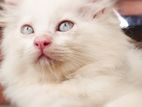 Persian Kitten