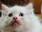 Persian Kitten