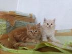 Parsian Kitten Ginger