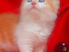 Persian Male Kitten