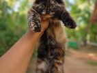 Persian Cat
