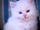 Persian Kittens