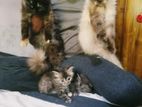 Persian Kittens