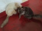 Himalayan Cat