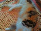 Persian Cat