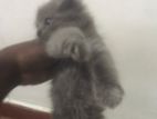 Persian Cat