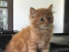 Persian Puppy