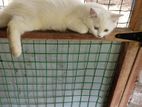 Parsiyan Cat