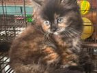 parsiyan kitten