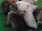 parsiyan kittens