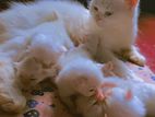 Persian kittens