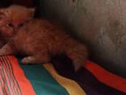 Persian Kittens Pure Breeding