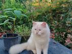 Persian Male Cat