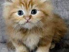 Persian Kitten