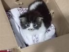 Persian Cat