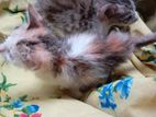 Persian Kittens for Kind Home