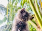 Persian Kitten