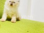Persian Cat