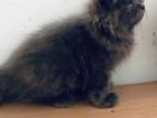 parsiyen kitten