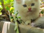 Persian Kittens