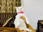 Persian Cat