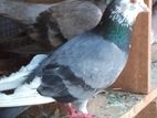 parwiyan