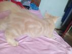 Persian Cat