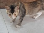 Pashion Mix Cat