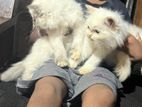 Persian Kittens