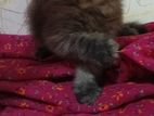 Pashiyan cat