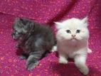 Persian Cat