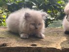 Persian Cat