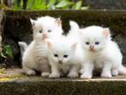 pasian cat