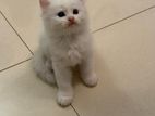 Persian Kitten