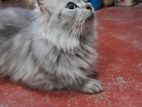 Persian Cat