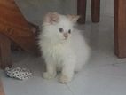 Persian Kitten