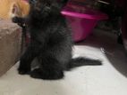 Persian Mix Cat