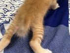 Passion Mix Cat