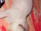 Persian Cat