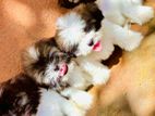 Shitzu Puppies