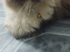 Persian Cat