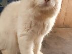 Persian Cat