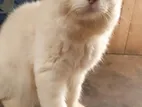 Persian Cat