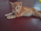 Kitten for Kind Home