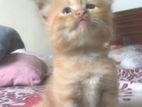 Persian Cat