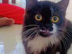 Persian Kittens