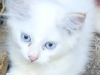 Persian Kitten