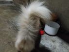 Persian Cat